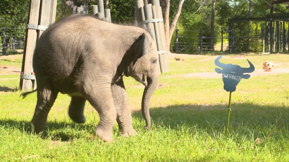 [Video] Fort Worth Zoo’s Brazos Picks PBR Champ Fort Worth Magazine